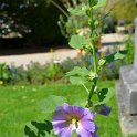 Alcea rosea 'Halo'